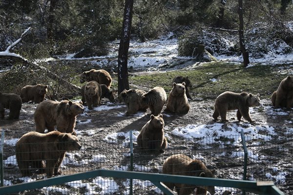 Foto - Ayıların kış uykusu kaçtı