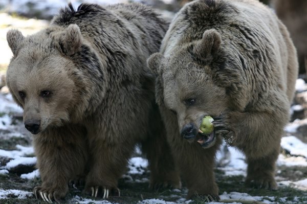 Foto - Ayıların kış uykusu kaçtı