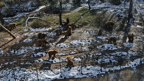 Foto - Ayıların kış uykusu kaçtı