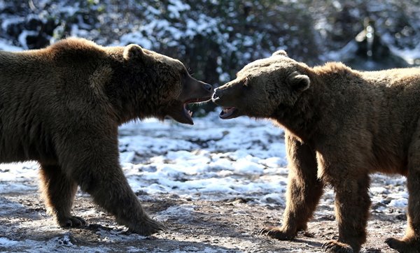 Foto - Ayıların kış uykusu kaçtı