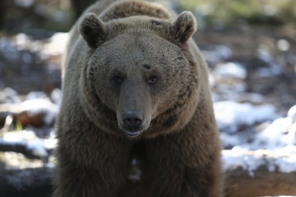 Foto - Ayıların kış uykusu kaçtı