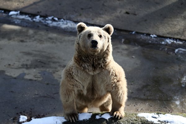 Foto - Ayıların kış uykusu kaçtı
