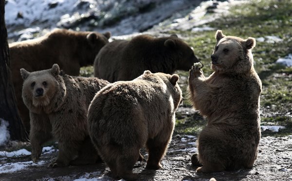 Foto - Ayıların kış uykusu kaçtı