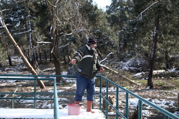Foto - Ayıların kış uykusu kaçtı