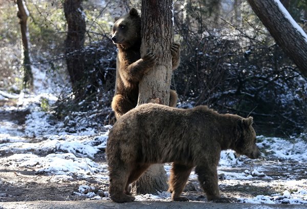 Foto - Ayıların kış uykusu kaçtı