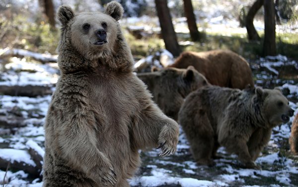 Foto - Ayıların kış uykusu kaçtı