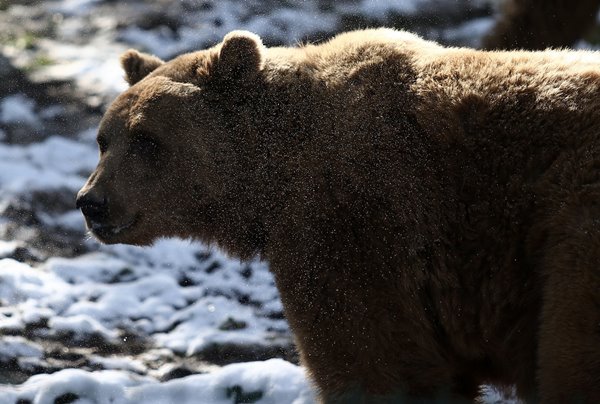 Foto - Ayıların kış uykusu kaçtı