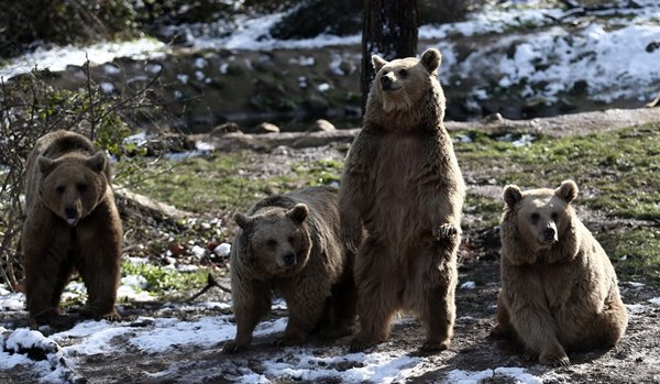 Foto - Ayıların kış uykusu kaçtı