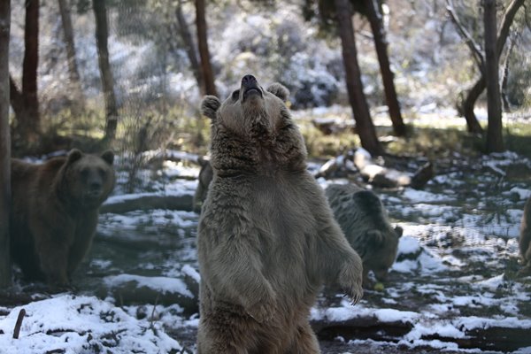 Foto - Ayıların kış uykusu kaçtı