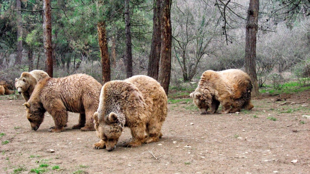 Foto - Ayıyı Boğarak Öldüren Çocuğa Şok Ceza!