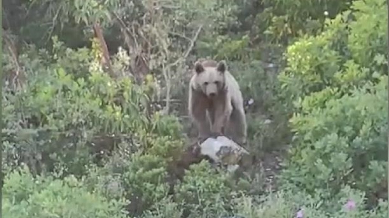 Foto - Ayıyı Boğarak Öldüren Çocuğa Şok Ceza!
