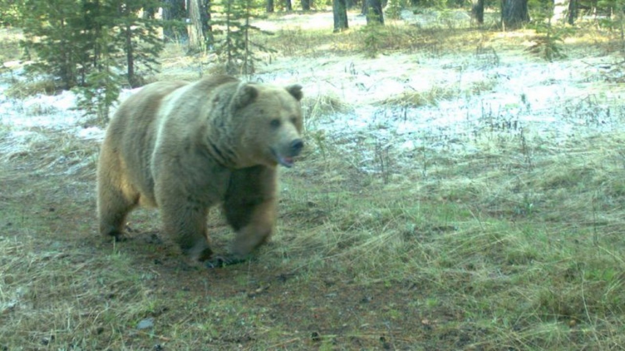 Foto - Ayıyı Boğarak Öldüren Çocuğa Şok Ceza!