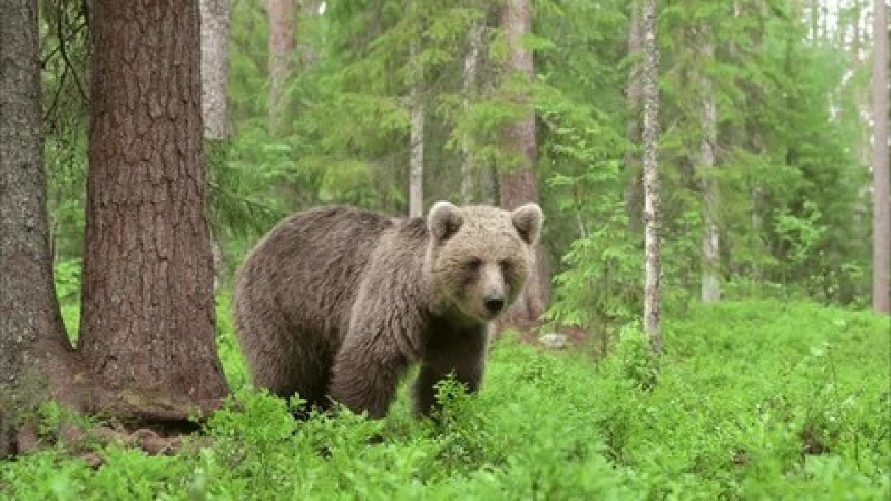 Foto - Ayıyı Boğarak Öldüren Çocuğa Şok Ceza!
