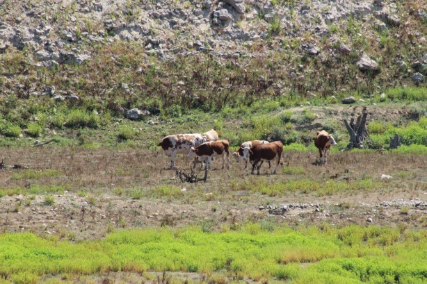 Aylar öncesine kadar hayvanlar otluyordu! İstanbul'u destekleyen barajlardaki büyük değişim! 