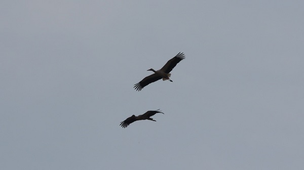 Foto - Aylar sonra yuvalarına geri döndüler!