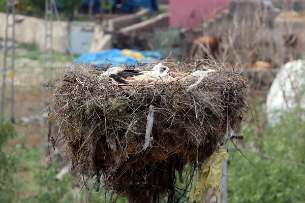 Foto - Aylar sonra yuvalarına geri döndüler!