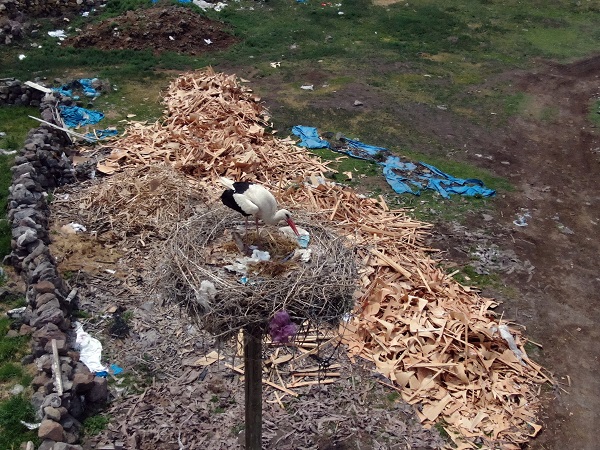 Foto - Aylar sonra yuvalarına geri döndüler!