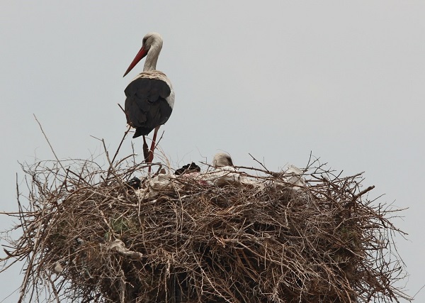 Foto - Aylar sonra yuvalarına geri döndüler!