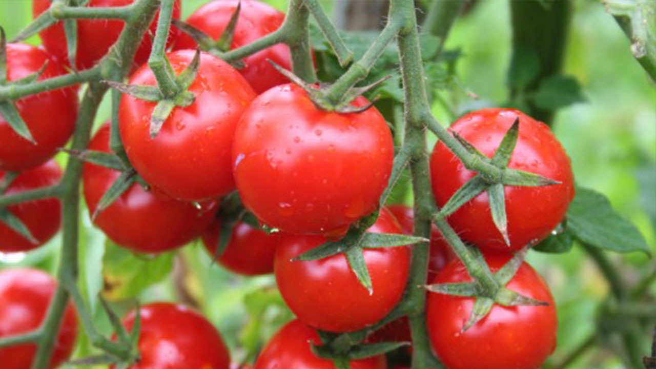 Aylarca beklese bile taze kalacak! Domatesleri bozulmadan saklamanın doğal yöntemi