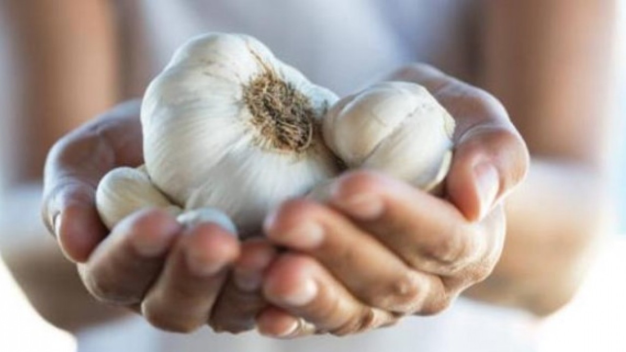 Foto - Aylarca çürümeden kalıyor! Sarımsakların içi boşalıyorsa çözümü kolay