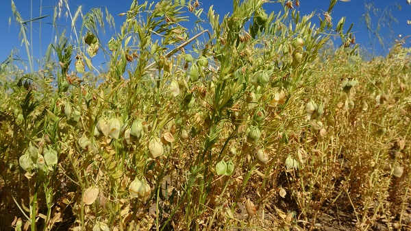 Foto - Aylıkları 45 bin lira ama çalışacak kimse yok