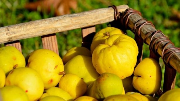 Foto - Ayva çekirdeğinin inanılmaz faydaları