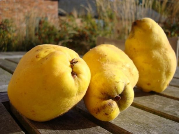 Foto - Ayva çekirdeğinin inanılmaz faydaları