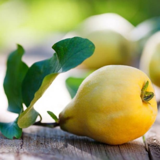 Foto - Ayva çekirdeğinin inanılmaz faydaları