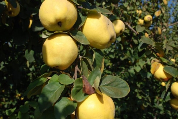 Foto - Ayva kabuğundaki şifa