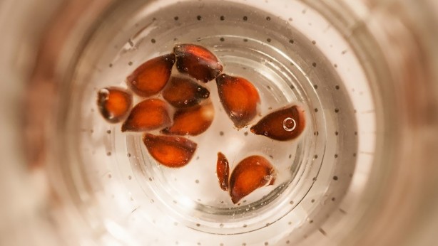 Foto - Ayva yiyenler dikkat! Çekirdeğini böyle yerseniz...