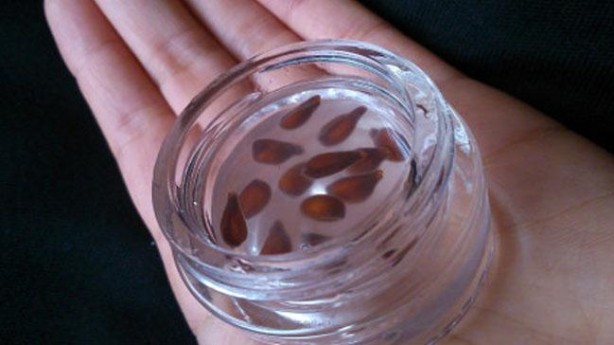 Foto - Ayva yiyenler dikkat! Çekirdeğini böyle yerseniz...