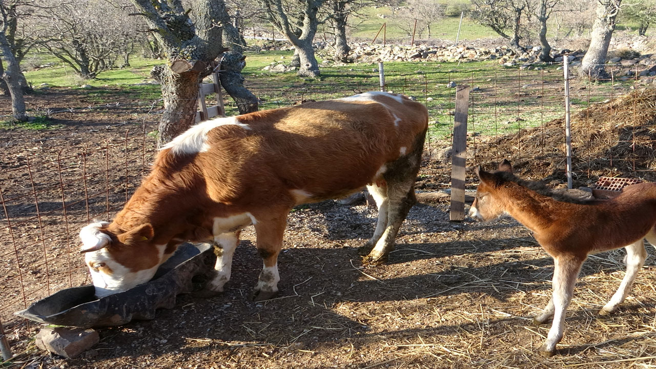 Foto - Ayvacık’ta yürek ısıtan hikaye! İmkansız gibi ama gerçek