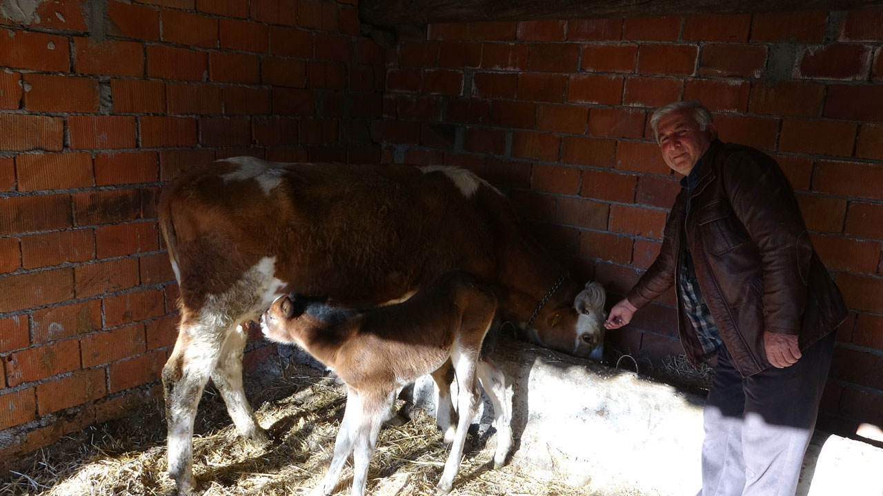 Foto - Ayvacık’ta yürek ısıtan hikaye! İmkansız gibi ama gerçek
