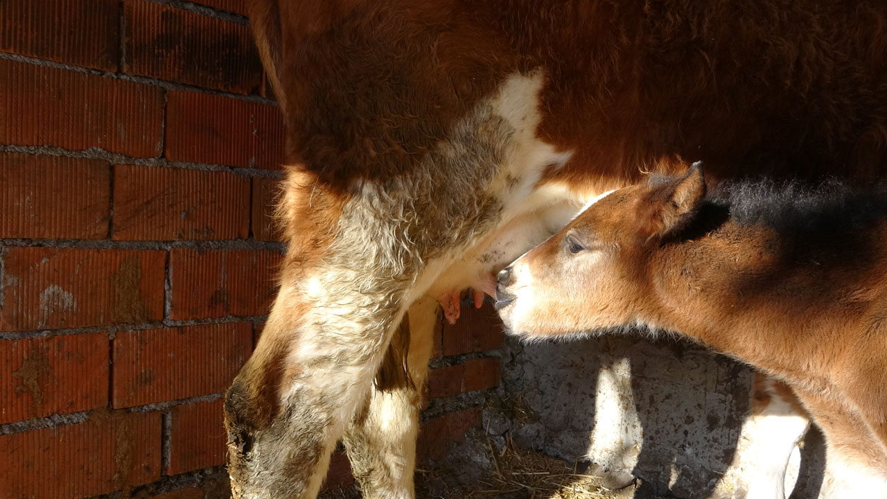 Foto - Ayvacık’ta yürek ısıtan hikaye! İmkansız gibi ama gerçek