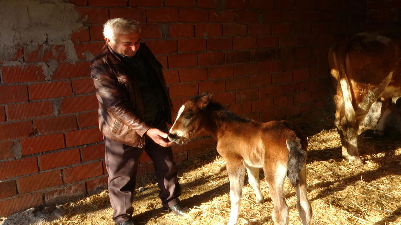 Foto - Ayvacık’ta yürek ısıtan hikaye! İmkansız gibi ama gerçek