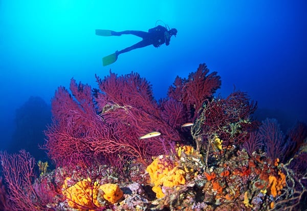 Ayvalık’ın ünlü kırmızı mercanları görüntülendi