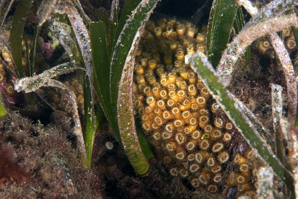 Foto - Ayvalık’ın ünlü kırmızı mercanları görüntülendi