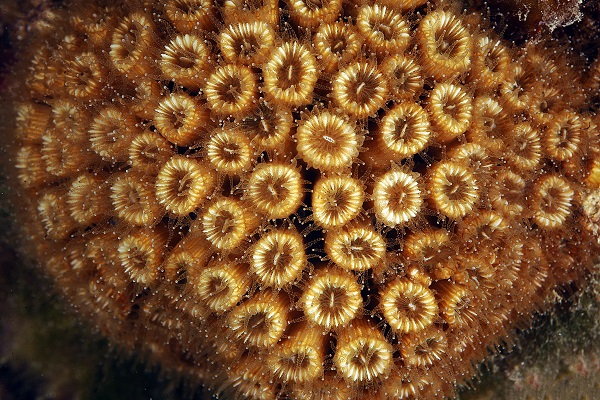 Foto - Ayvalık’ın ünlü kırmızı mercanları görüntülendi