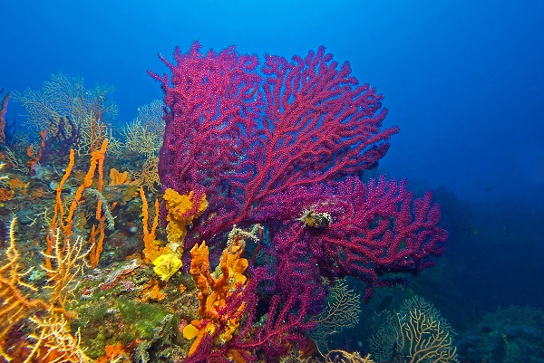 Foto - Ayvalık’ın ünlü kırmızı mercanları görüntülendi