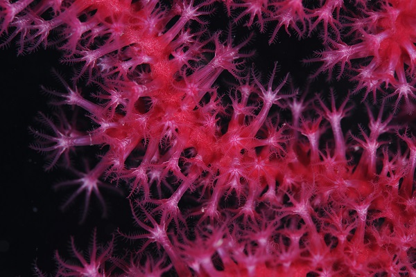 Foto - Ayvalık’ın ünlü kırmızı mercanları görüntülendi