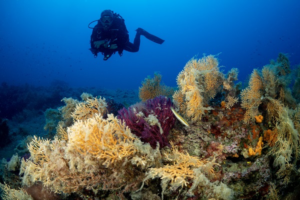Foto - Ayvalık’ın ünlü kırmızı mercanları görüntülendi
