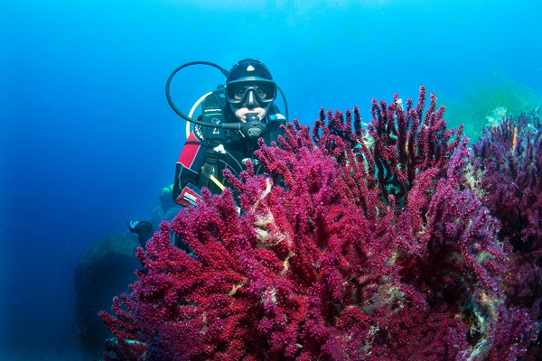 Foto - Ayvalık’ın ünlü kırmızı mercanları görüntülendi