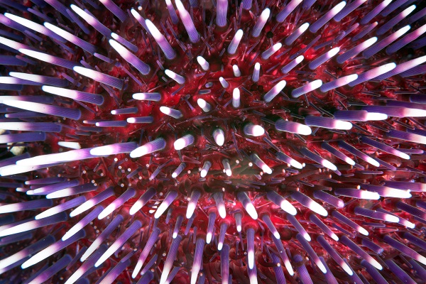 Foto - Ayvalık’ın ünlü kırmızı mercanları görüntülendi