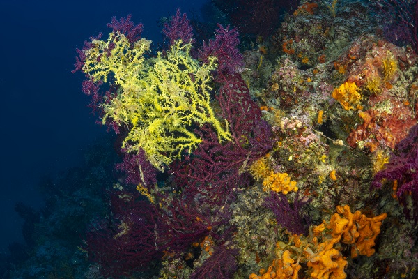 Foto - Ayvalık’ın ünlü kırmızı mercanları görüntülendi