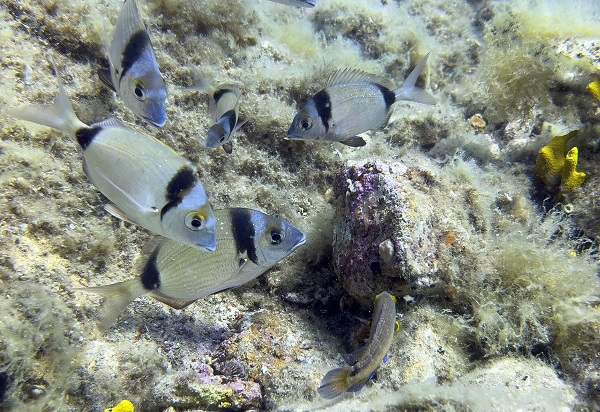 Foto - Ayvalık'ta denizaltı zenginliği objektiflere yansıdı