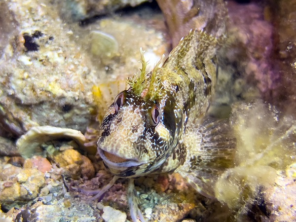 Foto - Ayvalık'ta denizaltı zenginliği objektiflere yansıdı