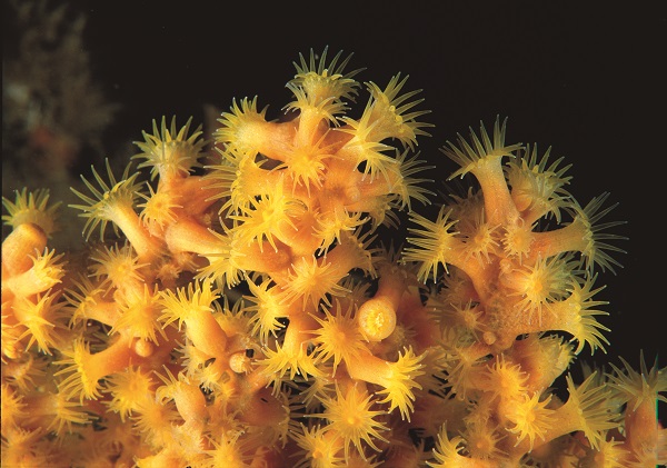 Foto - Ayvalık'ta denizaltı zenginliği objektiflere yansıdı