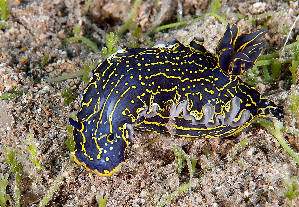 Foto - Ayvalık'ta denizaltı zenginliği objektiflere yansıdı