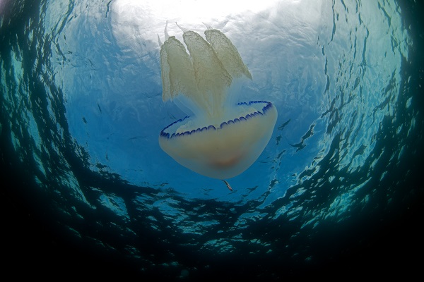Foto - Ayvalık'ta denizaltı zenginliği objektiflere yansıdı