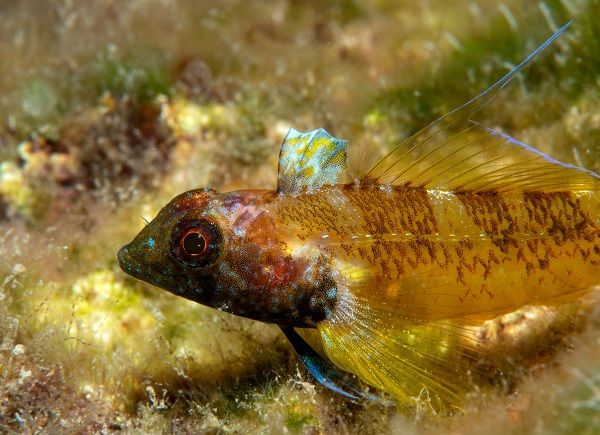 Foto - Ayvalık'ta denizaltı zenginliği objektiflere yansıdı